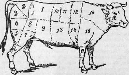 Beef. Hind-Quarter No. 1. Used for choice roasts, the porter-house and sirloin steaks. No. 2. Rump, used for steaks, stews and corned beef. No. 3. Aitch-bone, used for boiling-pieces, stews and pot roasts. No. 4. Buttock or round, used for steaks, pot roasts, beef a la mode; also a prime boiling-piece. No. 5. Mouse-round, used for boiling and stewing. No. 6. Shin or leg, used for soups, hashes, etc. No. 7. Thick flank, cut with under fat, is a prime boiling-piece, good for stews and corned beef, pressed beef. No. 8. Veiny piece, used for corned beef, dried beef. No. 9. Thin flank, used for corned beef and boiling-pieces. Beef. Fore-Quarter No. 10. Five ribs called the fore-rib. This is considered the primest piece for roasting; also makes the finest steaks. No. 11. Four ribs, called the middle ribs, used for roasting. No. 12. Chuck ribs, used for second quality of roasts and steaks. No. 13. Brisket, used for corned beef, stews, soups and spiced beef. No. 14. Shoulder-piece, used for stews, soups, pot-roasts, mince-meat and hashes. Nos. 15, 16. Neck, clod or sticking-piece used for stocks, gravies, soups, mince-pie meat, hashes, bologna sausages, etc. No. 17. Shin or shank, used mostly for soups and stewing. No. 18. Cheek. 