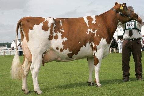 1- ایر شایر (Ayrshire) موطن اصلی این نژاد از استان ایر در اسکاتلند می باشد مقدار شیر تولیدی اینگونه گاوها نسبت به اندازه آنها خوب است و می توانند تا 4000 کیلوگرم شیر با %4 چربی 