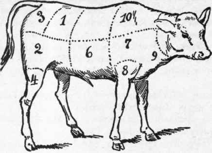 eal. Hind-Quarter No. 1. Loin, the choicest cuts used for roasts and chops. No. 2. Fillet, used for roasts and cutlets. No. 3. Loin, chump-end used for roasts and chops. No. 4. The hind-knuckle or hock, used for stews, pot-pies, meat-pies. Veal. Fore-Quarter No. 5. Neck, best end used for roasts, stews and chops. No. 6. Breast, best end used for roasting, stews and chops. No. 7. Blade-bone, used for pot-roasts and baked dishes. No. 8. Fore-knuckle, used for soups and stews. No. 9. Breast, brisket-end used for baking, stews and pot-pies. No. 10. Neck, scrag-end used for stews, broth, meat-pies, etc. 