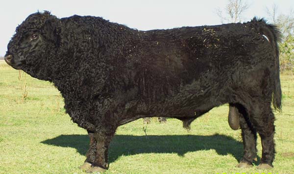 5- گالووای (Galloway)- این گاوها برای سده های پیاپی در جنوب غربی اسکاتلند دیده می شوند. گفته می شود این نژاد هرگز با نژادهای دیگر آمیخته نشده و بنابراین کهن ترین نژاد گوشتی بریتانیا است. این گاوها بسیار مقاوم است.