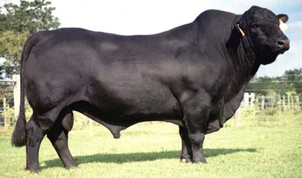 12- برانگوس(Brangus) این نژاد از تلاقی گاوهای برهما و آنگوس بوجود آمده است و اولین تلاقی در سوئیزیانای آمریکا صورت گرفته است. برانگوس به رنگ سیاه و بدون شاخ می باشد