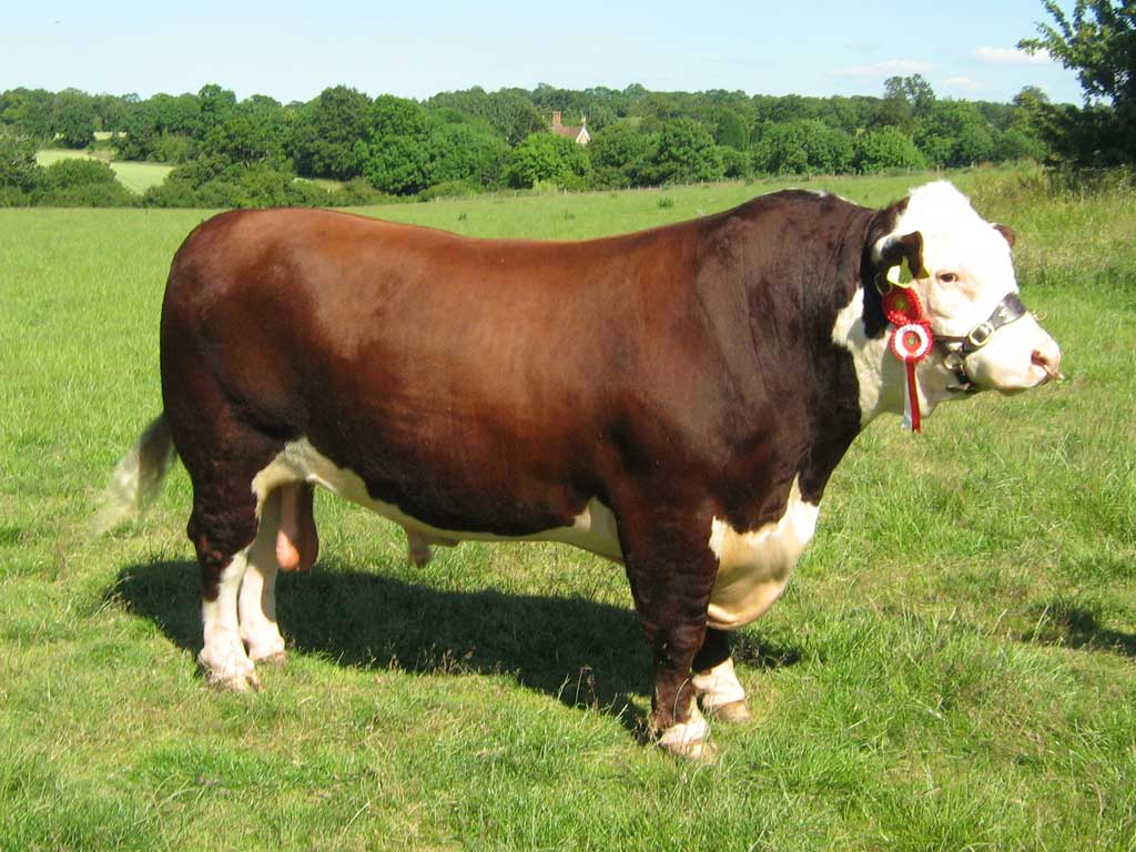 6- هرفورد (Herford) منشأ هرفورد از بخش هرفورد در انگلستان می باشد. این نژاد دارای صورت سفید و بدنی قرمز رنگ بوده و شکم ، پاها و دم افشان نیز سفیدرنگ می باشد. وزن هرفورد نر در حدود 834 کیلوگرم و وزن هرفورد ماده 544 کیلوگرم است. 