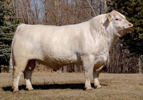 3- شارولی (Sharolais)- یکی از قدیمی ترین نژادهای گاوهای گوشتی فرانسوی است. این نژاد در منطقه شاروله در مرکز فرانسه توسعه یافته است. گاو شارولی سفید متمایل به کرم بوده و پوستی صورتی رنگ دارد. گاو نر بالغ وزنی برابر 907 تا 1134 کیلوگرم و گاو ماده بالغ نیز وزنی برابر 680 تا 816 کیلو گرم دارد